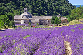 Цветение лаванды в Провансе