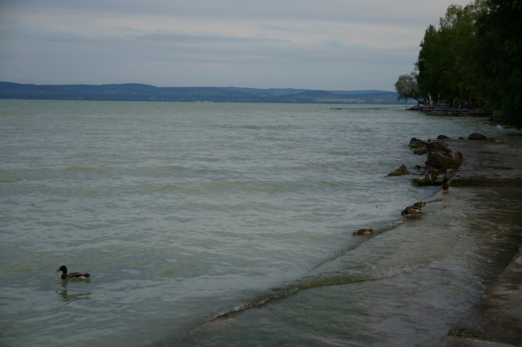 gallery_17413_1438_242071.jpg