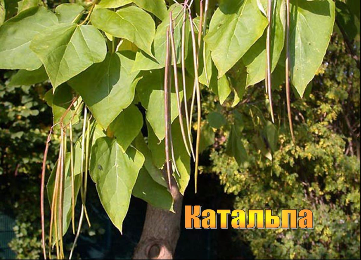 Деревья Болгарии. Катальпа Деревья Болгарии. Катальпа