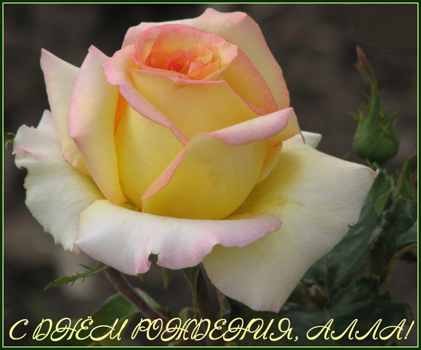 Открытка алле Открытка алле