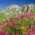 Цветение Альпийских лугов на плато Лаго Наки