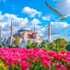 Цветение тюльпанов и роз в Стамбуле