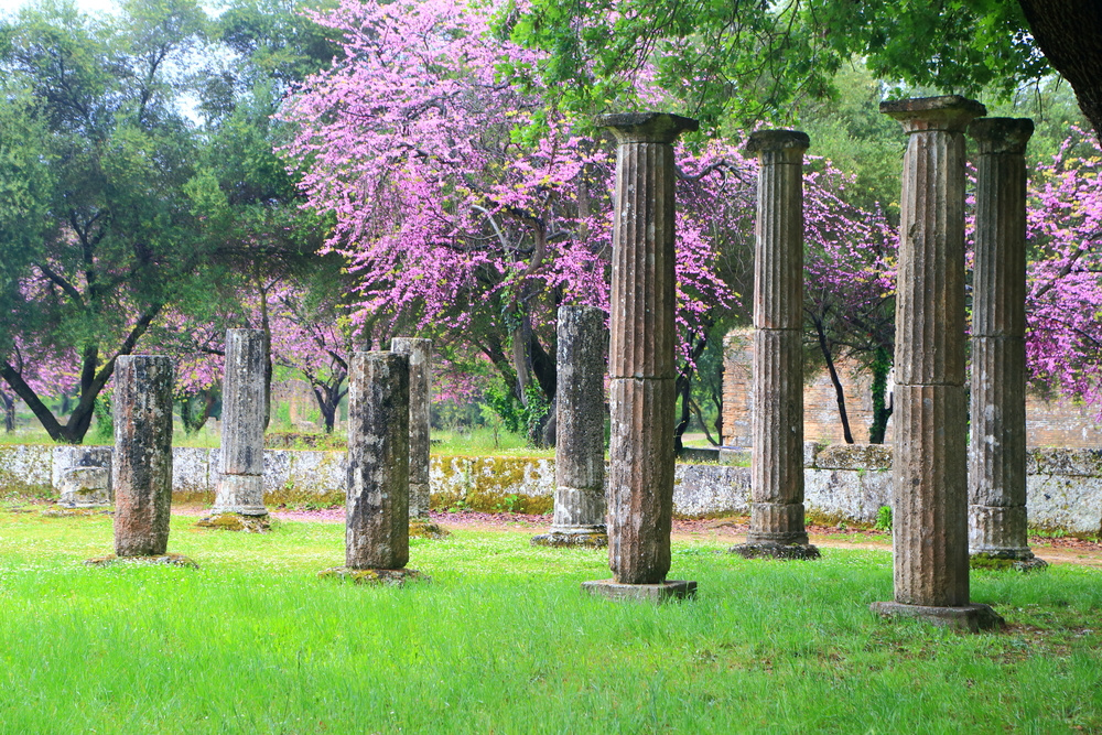 Катаколон, Олимпия, Греция. Фото растений в древней Элладе. Olympia Greece.
