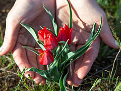 Красоты Поволжья и цветение тюльпанов в Калмыкии