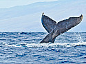 Охота за китами в Баренцевом море. Фототур