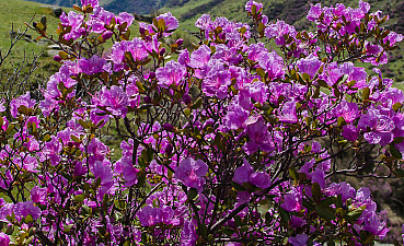 «Алтайское чудо» - цветение маральника 