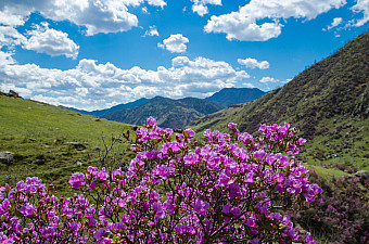 «Алтайское чудо» - цветение маральника 