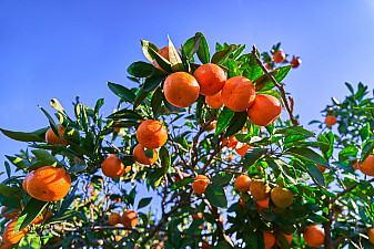 Оранжевое Ртвели