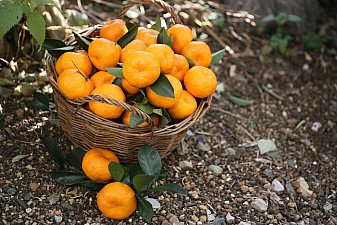 Оранжевое Ртвели