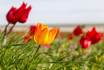 Цветение тюльпанов в Калмыкии