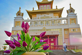 Цветение тюльпанов в Калмыкии