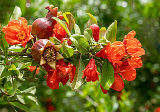 Цветение в Грузии. Июнь