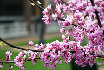 Весеннее цветение багрянника в Узбекистане