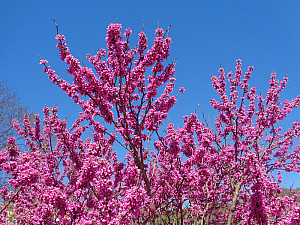 Весеннее цветение багрянника в Узбекистане
