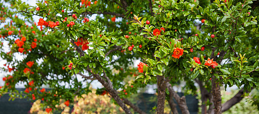 Весеннее цветение в Узбекистане. Апрель