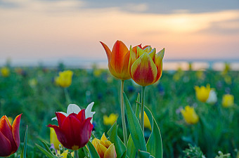 Весеннее цветение в Узбекистане. Апрель