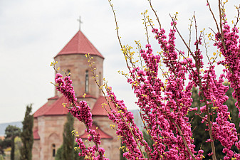 Весенние цветение в Грузии