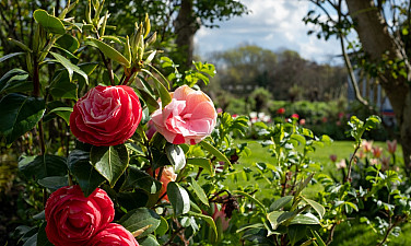 Весенние цветение в Грузии