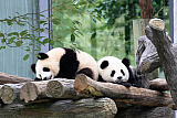 Чэнду – Питомник Больших панд