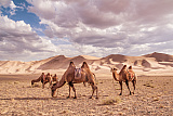 ПУСТЫНЯ ГОБИ – Песчаные Дюны Хонгорын Элс – поездка на верблюдах*